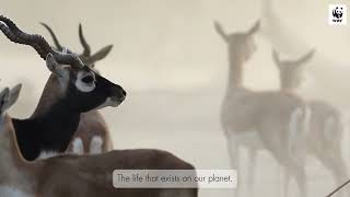 Home to the Wild: Pakistan's Rich Biodiversity