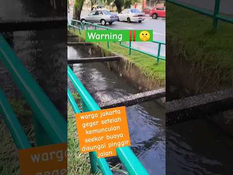 Warga jakarta geger, setelah buaya muncul di sungai pinggir jalan