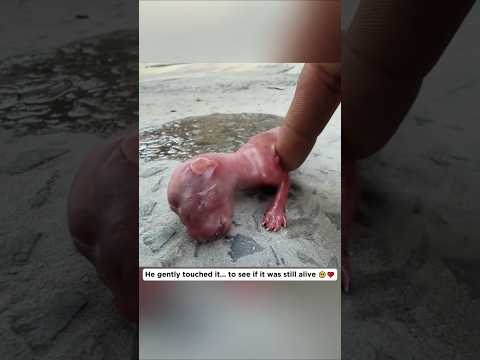 He Found a Dying Baby Animal on the Road… What Happened Next 😭 #shorts #animalrescue
