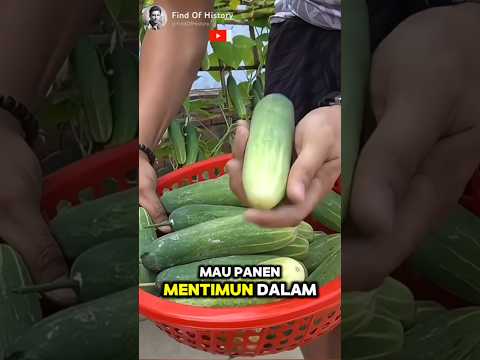 Secret, How to easily grow cucumbers at home 🥒🌳. 🌍 Part #01 #shorts #history