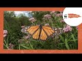 Monarch Butterfly Conservation and Migration