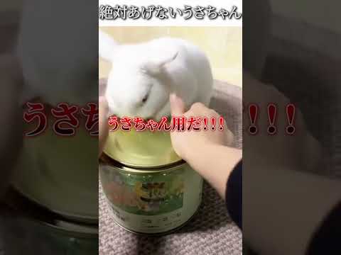 動物のおもしろ画像にツッコミどころ満載なアフレコしてみた#436【うさぎ】#shorts #アフレコ #面白動画