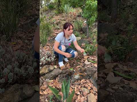 Un tip para conservar todas las flores