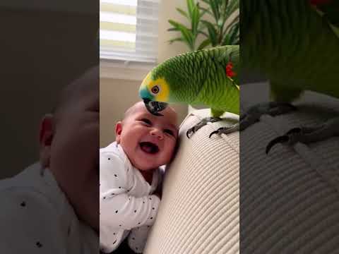 Pai é quem cria to cuidando do meu bebê #parrot #parrotslovers #children #kids #baby