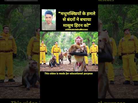 "मधुमक्खियों के हमले से बंदरों ने बचाया मासूम हिरन को" @UltimateAnimalRescues #animalsrescue #shorts