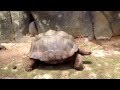 Understanding Subject Behavior in Video