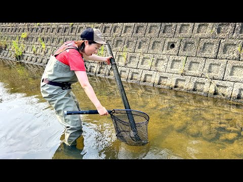 沈んでた「パイプ」をひっくり返すと…ウナギが大量に！？