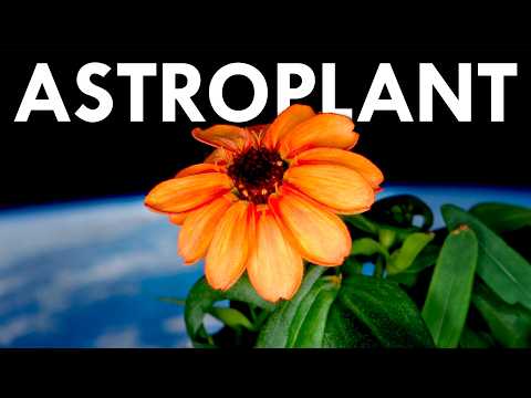 How Do Space Plants Help Us Grow Food On Earth?