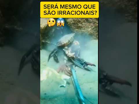 #shorts #shortvideo #siri #viralvideo #shortvideo #fish #short #pesca #pescador #licaodevida #peixe
