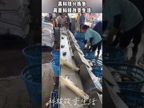 高科技分拣鱼,真是科技改变生活