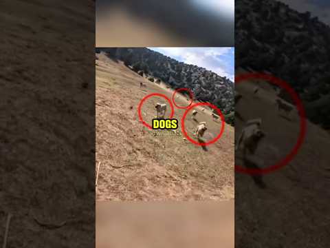 The Bikers vs. Pack Of Dogs😱