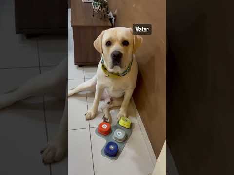 This is how Joey tells us about things he want ❤️ #dog #new #dogshorts #trending #doglovers