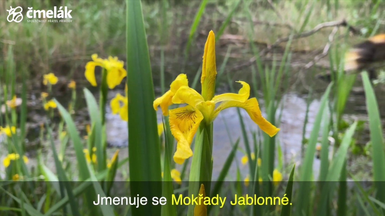 Video z Mokřadů Jablonné
