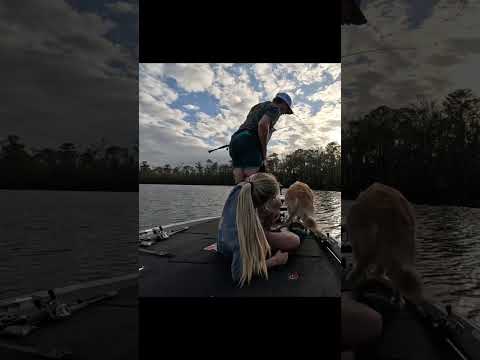 Messes with me #youtubeshort #foryou #youtube #goldenretriever