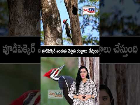 వూడిపెక్కెర్ ఎందుకు చెట్లకు రంధ్రాలు చేస్తుంది | woodpecker make holes in trees #woodpecker