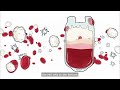 The Journey of Blood Donation