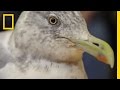 Bird Conservation in New York