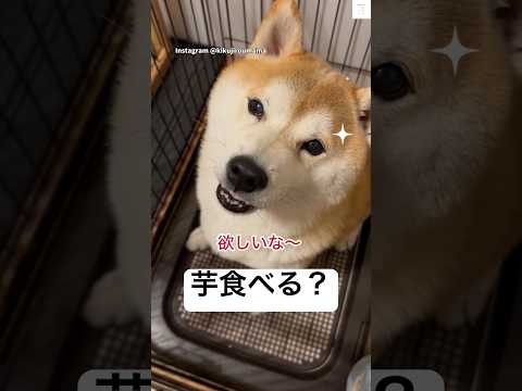 芋大好きな柴犬と…面白すぎるお母さん😂 #柴犬 #犬 #面白い #犬のいる暮らし #かわいい