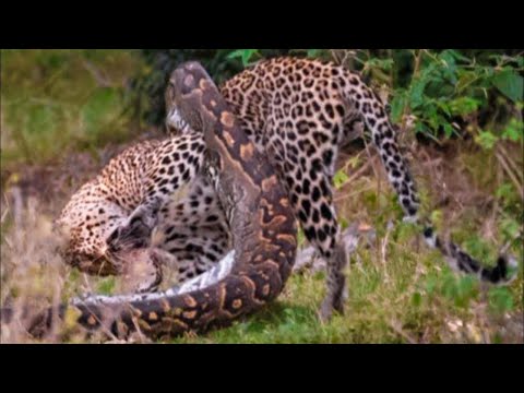 COBRA GIGANTE TENTA DEVORAR LEOPARDO E VEJA O QUE ACONTECEU | Vídeos de Animais