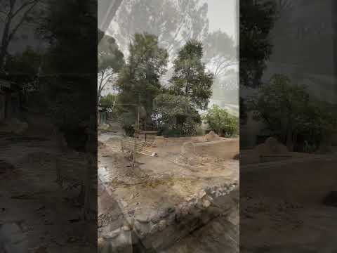 BANJIR TSUNAMI DI UNIVERSAL STUDIO HOLLYWOOD?! #usa #universalstudiohollywood #sofiamfln #studiotour