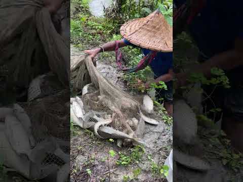 Amazing village Fishing - traditional village Fishing- Fishing with beautiful Nature