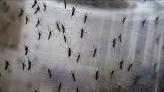 YouTube video thumbnail: Idaho Officials Report Season's First Serious West Nile Case, Urge Mosquito Precautions