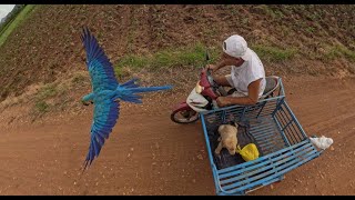 Pepota de viaje