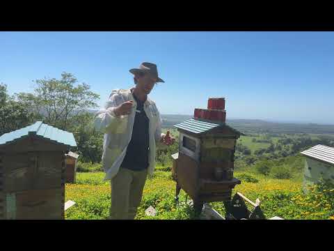 Summer honey harvest