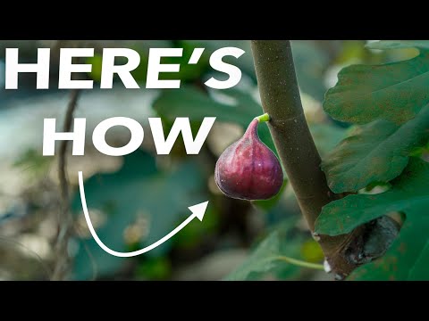 Grow Figs from Twigs