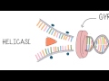Exploring DNA Structure and Replication