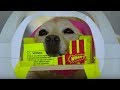 Understanding Dog Brain Activity through MRI