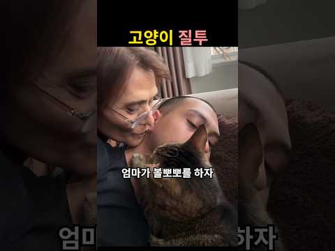 고양이가 질투한 이유 (냥이 반응)