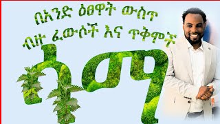 የሳማ ያልተነገረለት የፈውስ በረከቶች /The Untold Healing Blessings of nettle