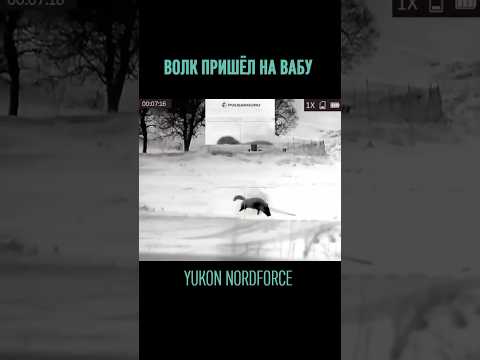 Выстрел по волку. Охота на ВОЛКА за 60 секунд с прицелом Yukon Nordforce.