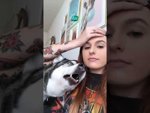 El husky y el alaskan malamute se parecen #youtubeshorts #perro