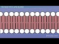 Plasma Membrane Structure and Function