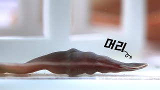 자기 보다 무거운 새우도 한입에 꿀꺽 먹어 치우는 바다의 괴물 (식사시 시청 금지)