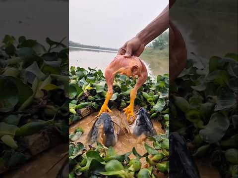 lấy gà làm mồi câu cá chê và cái kết #fishing #cauca #short