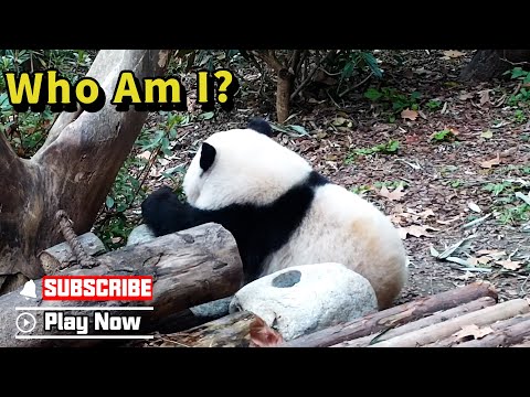 Guess Who I Am! Hint, I Am Fluffy And Adorable | iPanda