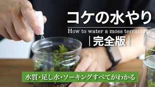 コケの水やり完全版｜水質・足し水・ソーキングすべてがわかる No.200
