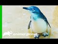 King Penguin Care and Significance