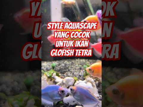 STYLE AQUASCAPE YANG COCOK UNTUK IKAN GLOFISH TETRA #glofishtetra #aquascape #aquarium #shorts #fyp