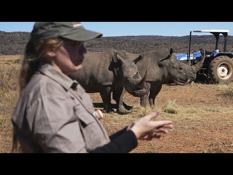 YouTube video thumbnail: South Africa Injects Rhino Horns With Radioactive Material to Combat Poaching