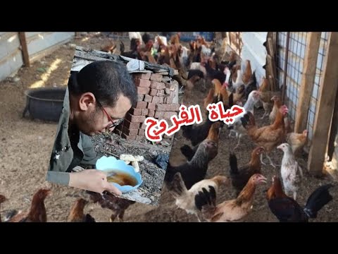 فيلم حياة الفروج  وحياة الماعز في الغربة the goat life