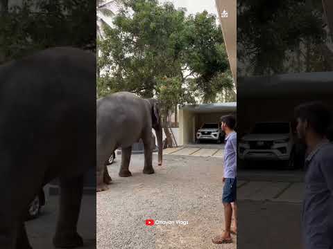 ഈ മാങ്ങ കൊതിച്ചി കാവേരിയുടെ പണികണ്ടോ 😆😆 I Kaveri Elephant Malappuram #aana #kaveri