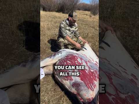 Skinning TIP for PERFECT HIDES #Shorts