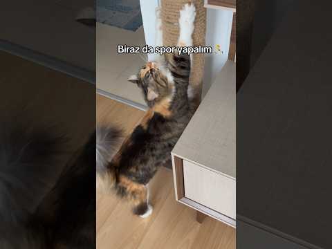 Minnoş yine formunda 🥰