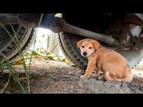 Abandoned Puppy Found Under Truck , So Hard For Me To Hug Him