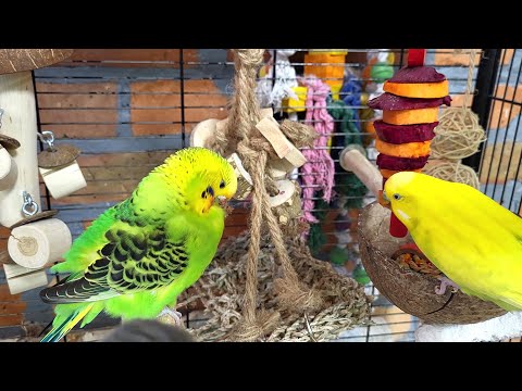 budgie sounds for lonely birds