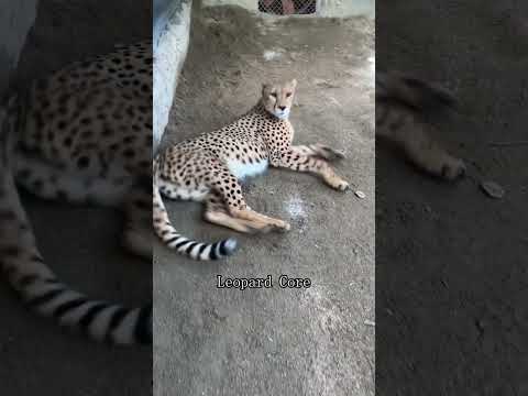 Leopard core #foryou #animation #funny #cat #cuteanimals #fyp